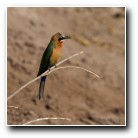 [Click to enlarge image]