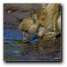 [Click to enlarge image]