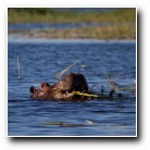 [Click to enlarge image]