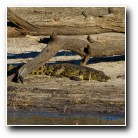 [Click to enlarge image]