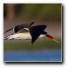 [Click to enlarge image]