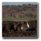 [Click to enlarge image]