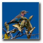 [Click to enlarge image]