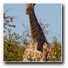 [Click to enlarge image]