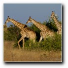 [Click to enlarge image]