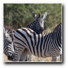 [Click to enlarge image]