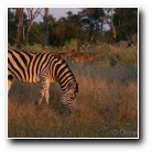 [Click to enlarge image]