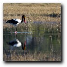 [Click to enlarge image]