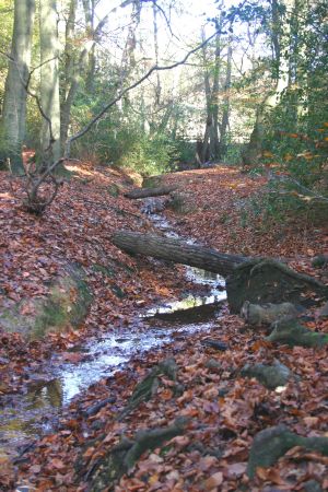 Burnham Beeches