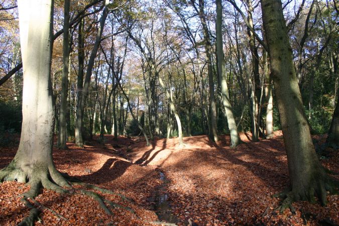 Burnham Beeches