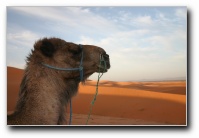 [Click to enlarge image]