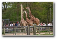 [Click to enlarge image]