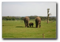 [Click to enlarge image]