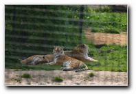 [Click to enlarge image]