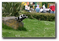 [Click to enlarge image]